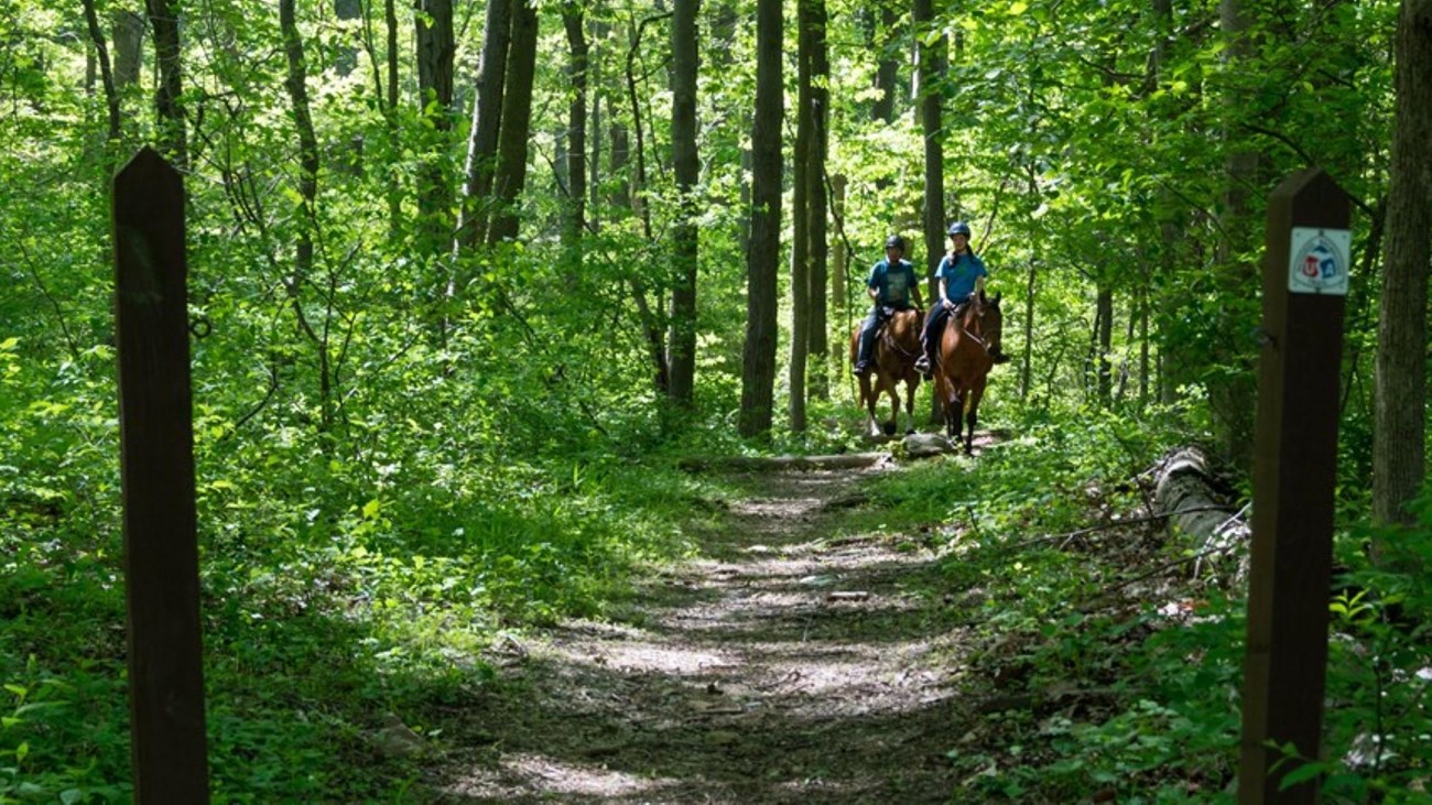 Two riders on horseback moving along a trail through the forest marked by wood posts.