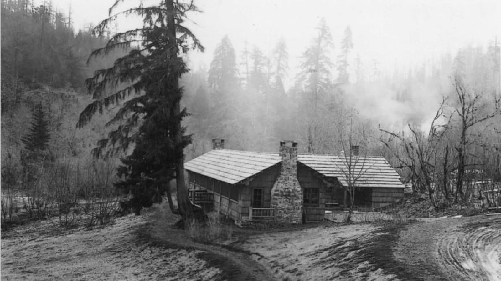 Rustic cabin on a hillside with a tall evergreen tree