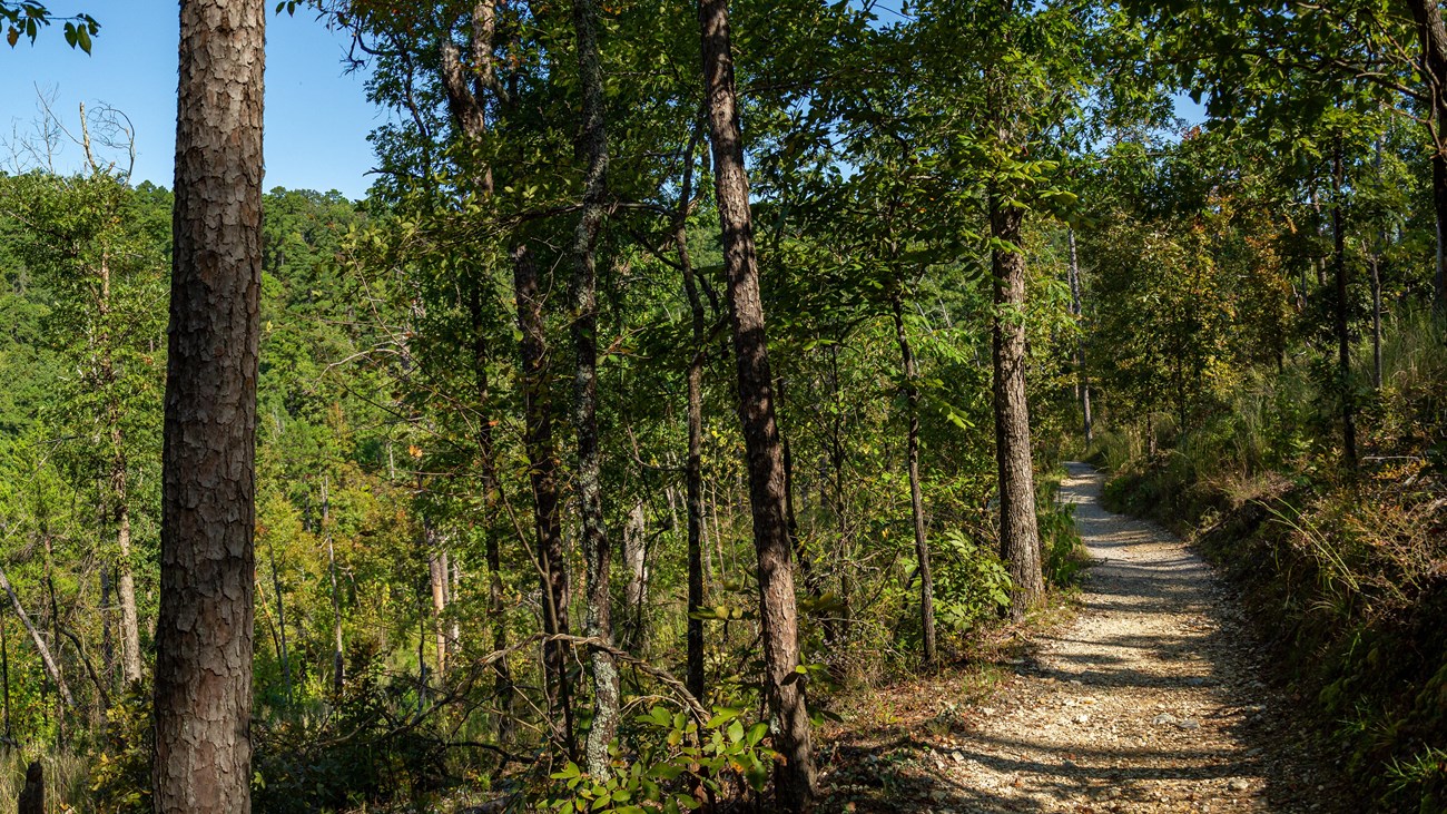 A gravel path leads through an a hillside forest.