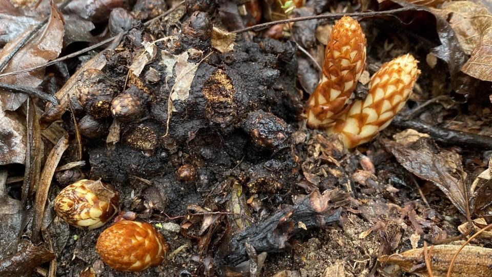 Cream colored plant bulbs with brownish scales, emerging from leaf litter.