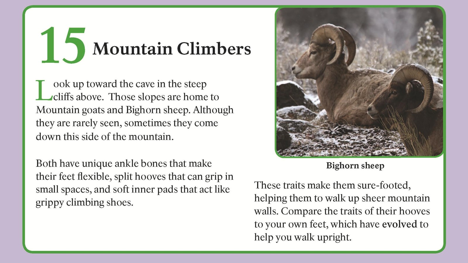 Two bighorn sheep on the mountain side.