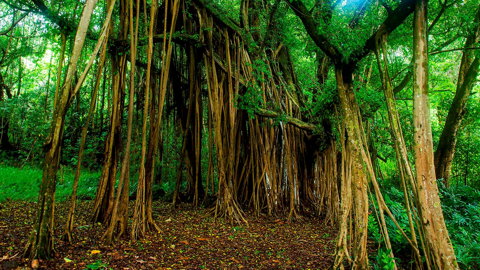 Tree banyan Banyan Tree