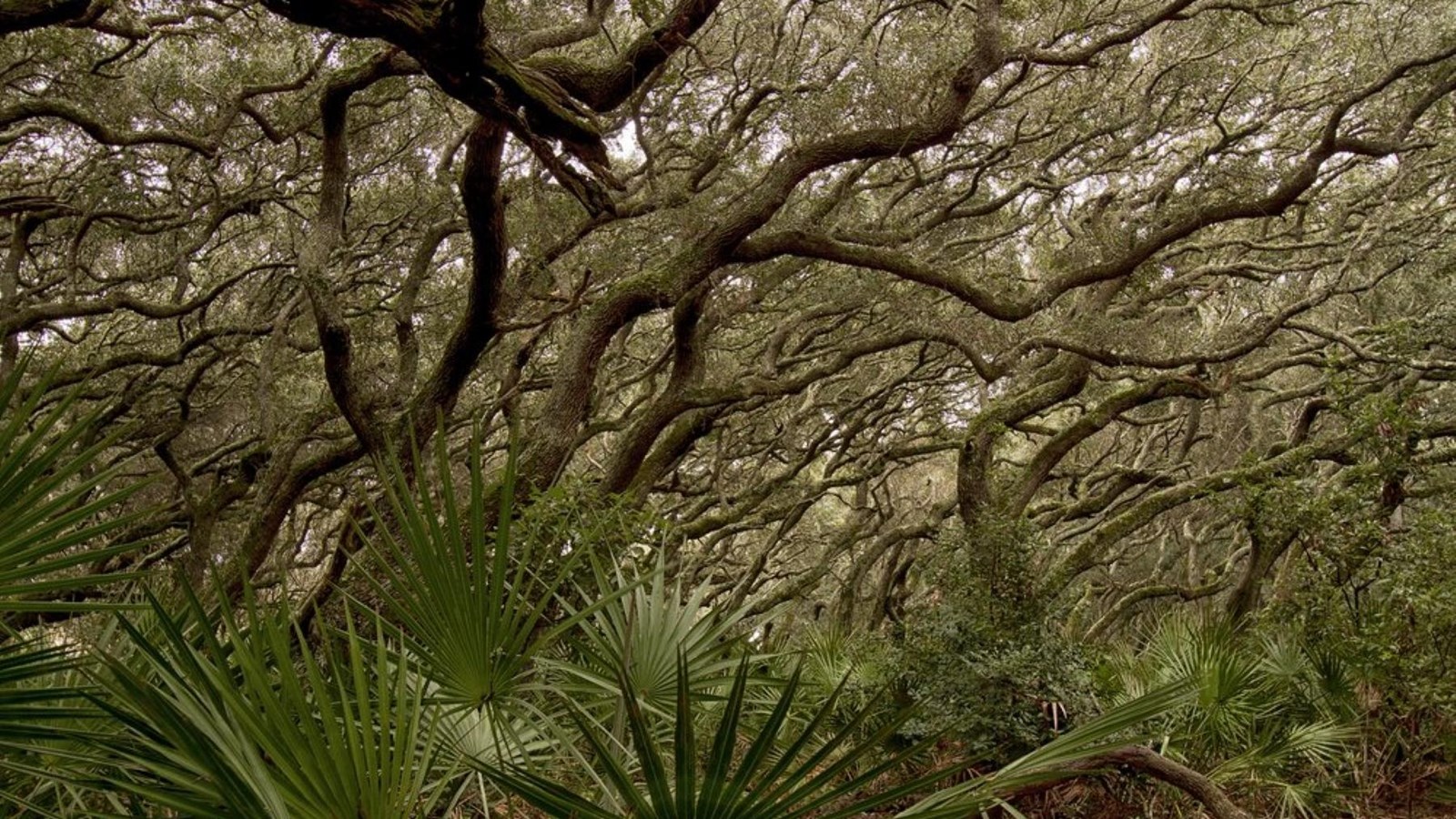 Twisted live oak branches with palmetto understory