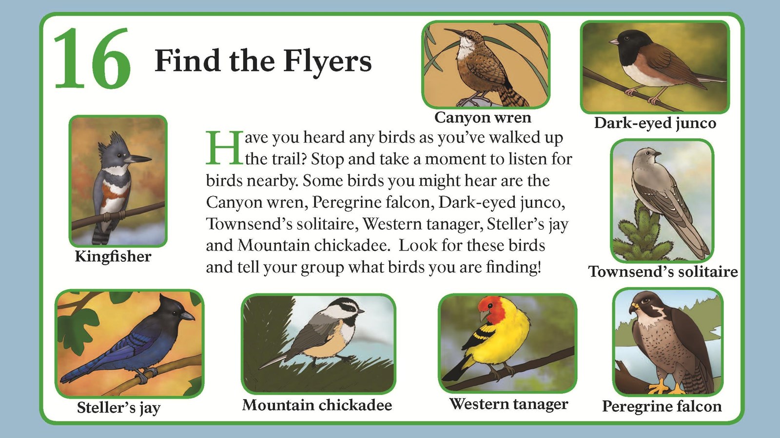Illustrations of various birdfs