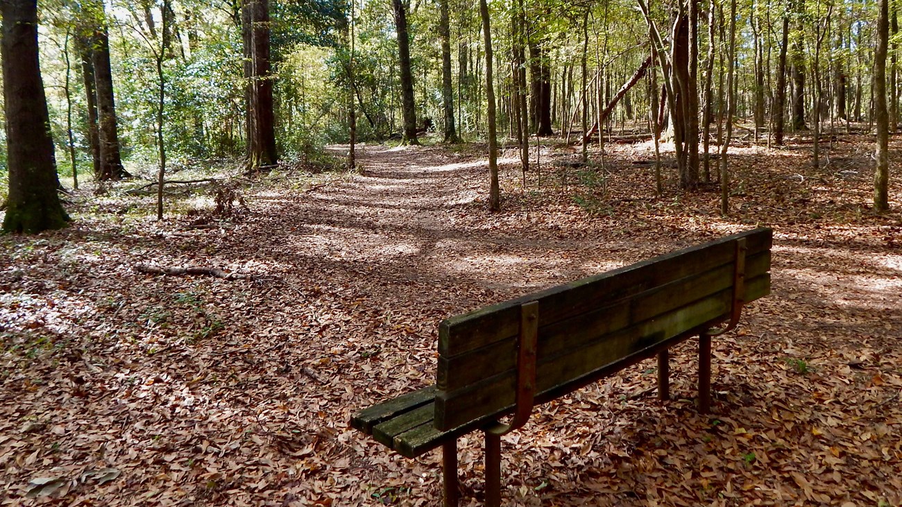 A park bench next to a leaf-covered dirt trail in woods.