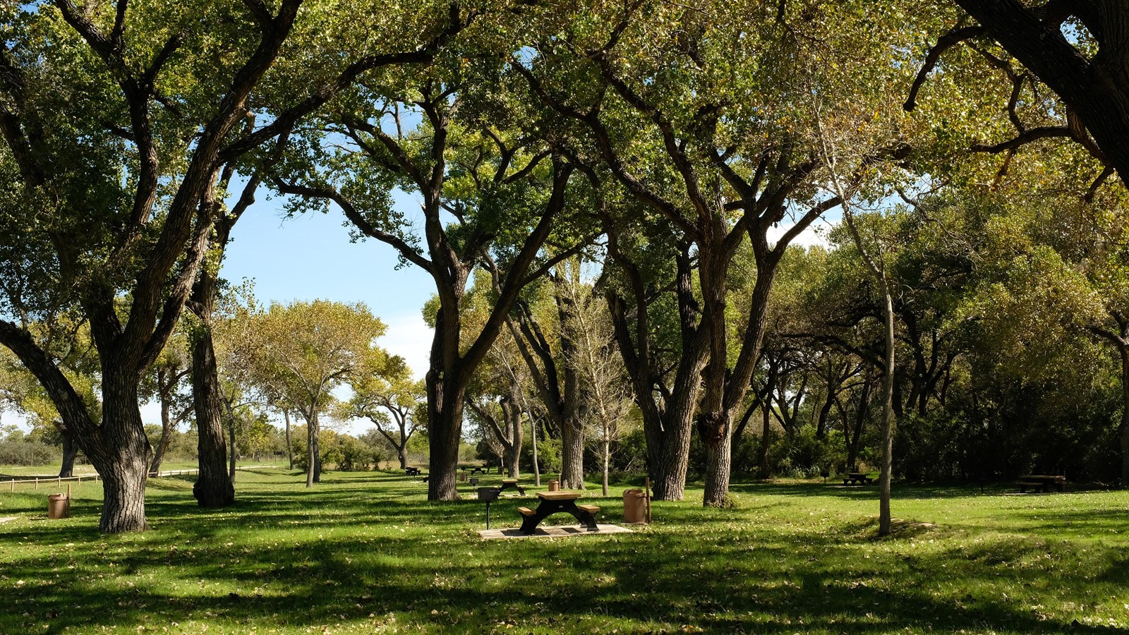 Photo of the grassy area and large cottonwood trees at Rattlesnake Springs.