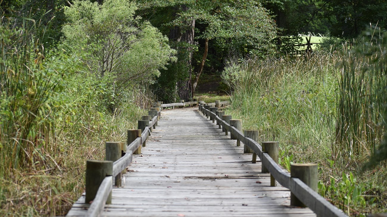 Boardwalk over marsh