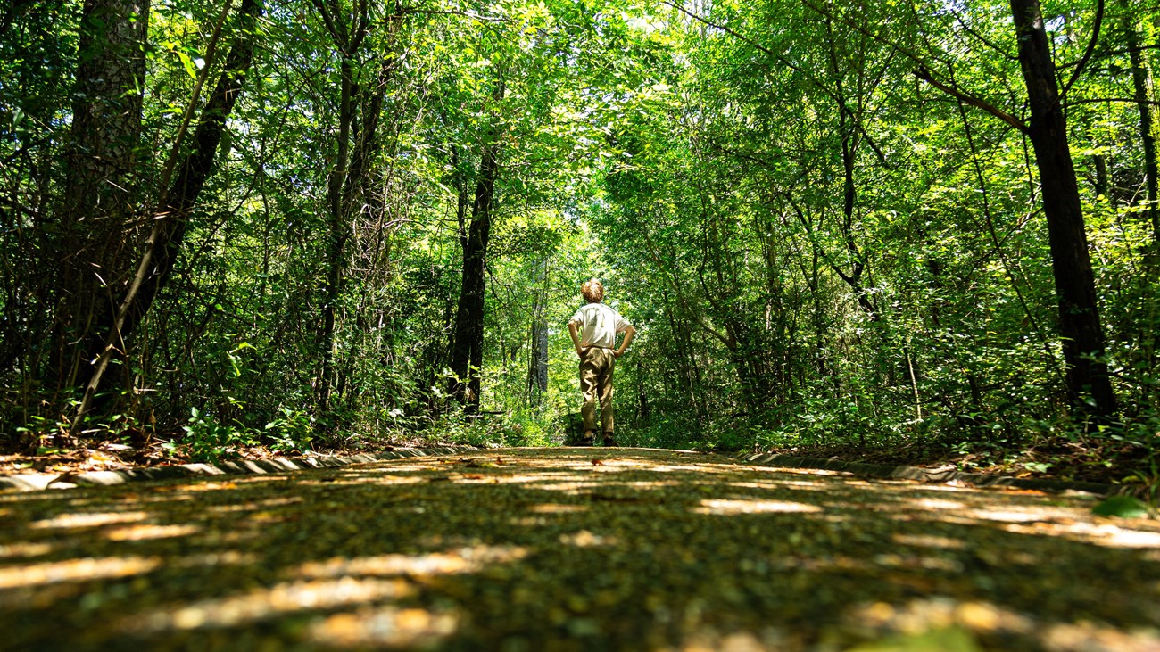 A young man stands in the middle of a packed gravel trail looking up to the lush green trees.