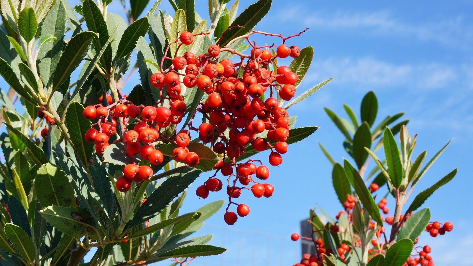 Green serrated leaves with large clump of small red berries. 