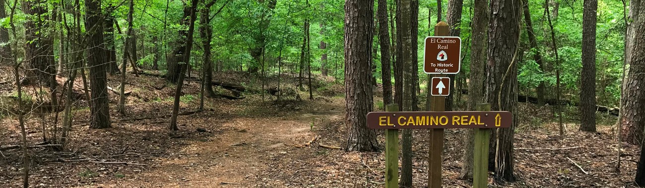 A trail leads into a densely vegetated forest.
