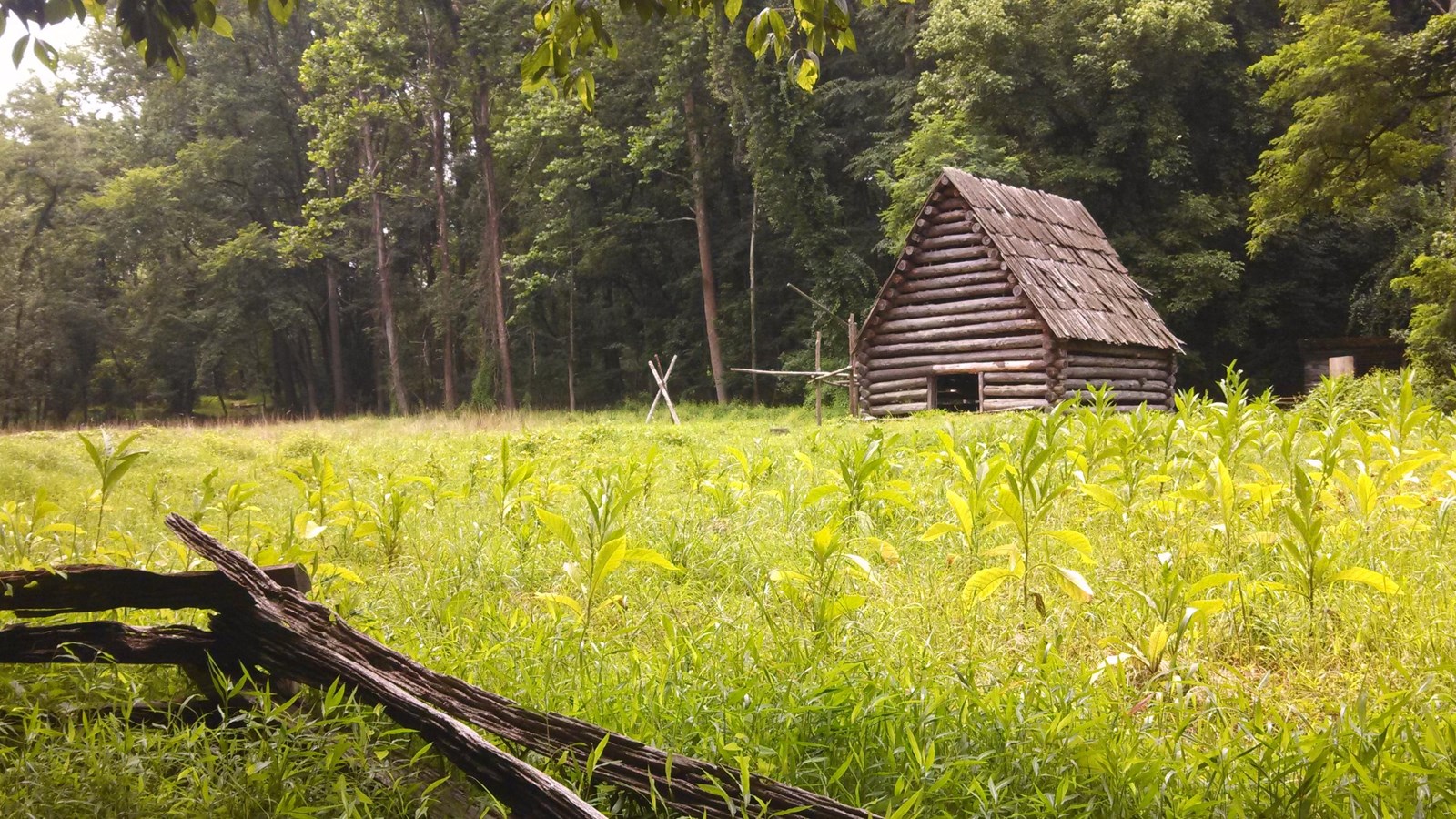 Tobacco barn in a tobacco field