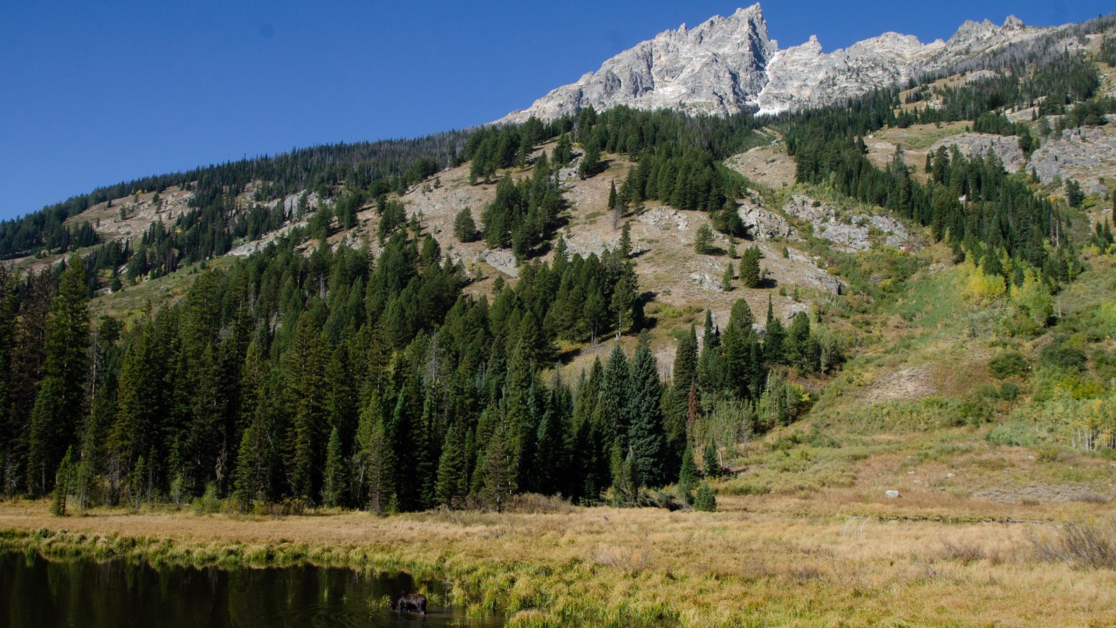 A moose stands in Moose Ponds with Teewinot mountain up high behind it.