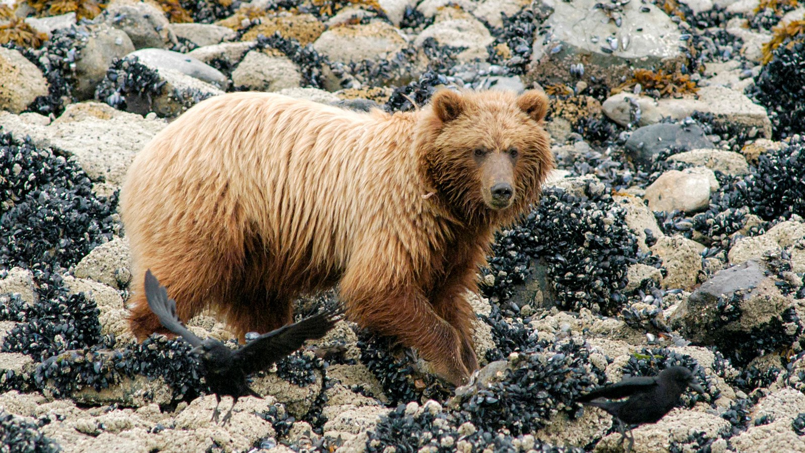 A golden brown bear walks the intertidal zone, several crows fly away from the bear.