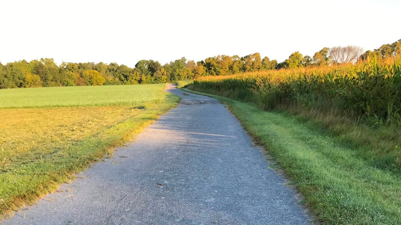 A a gray gravel road disappears into trees in the distance; a field of corn is on the right.