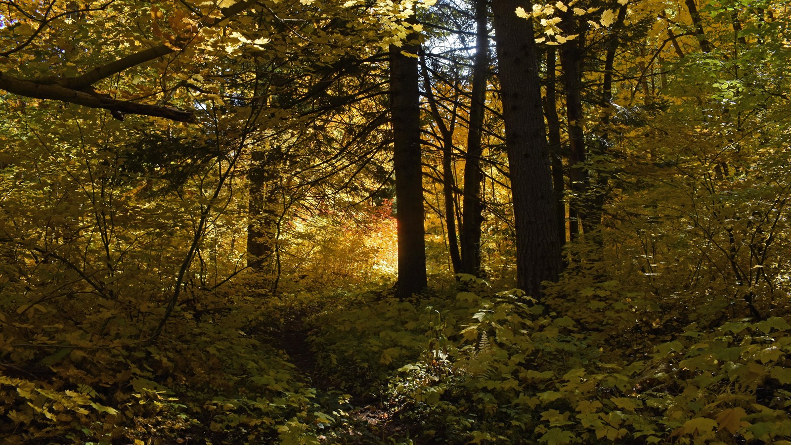 A thin dirt path winds through a forest of deciduous trees turning yellow and gold in the fall.