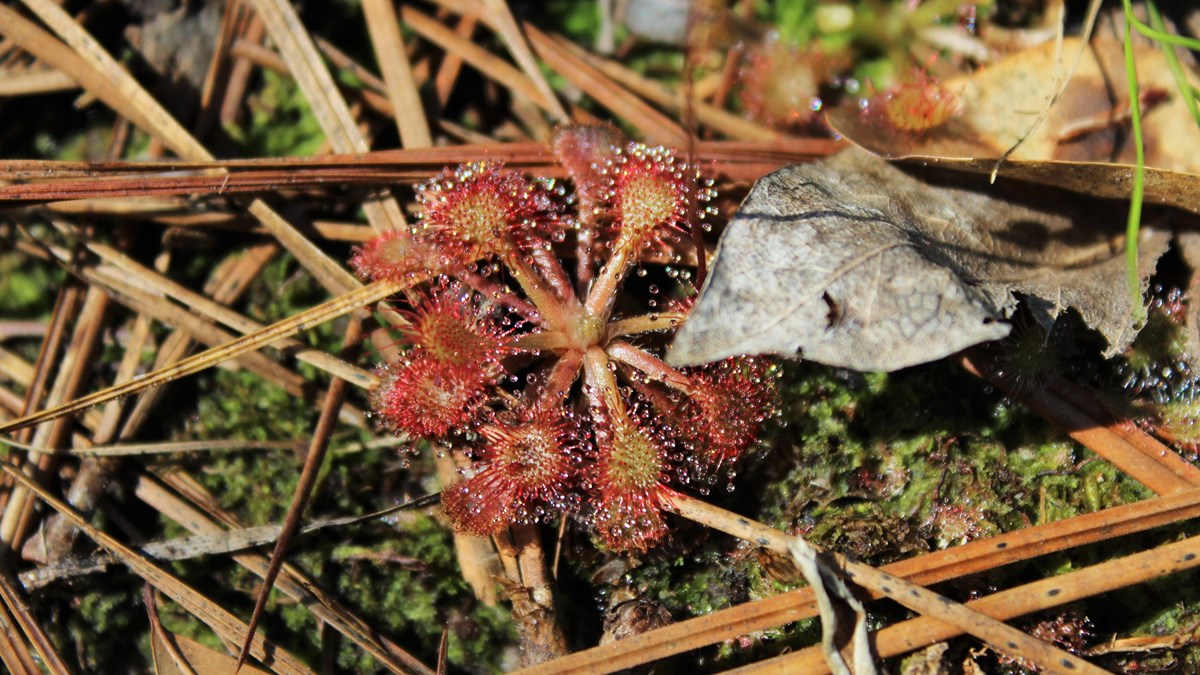 close up of a reddish sundew plant