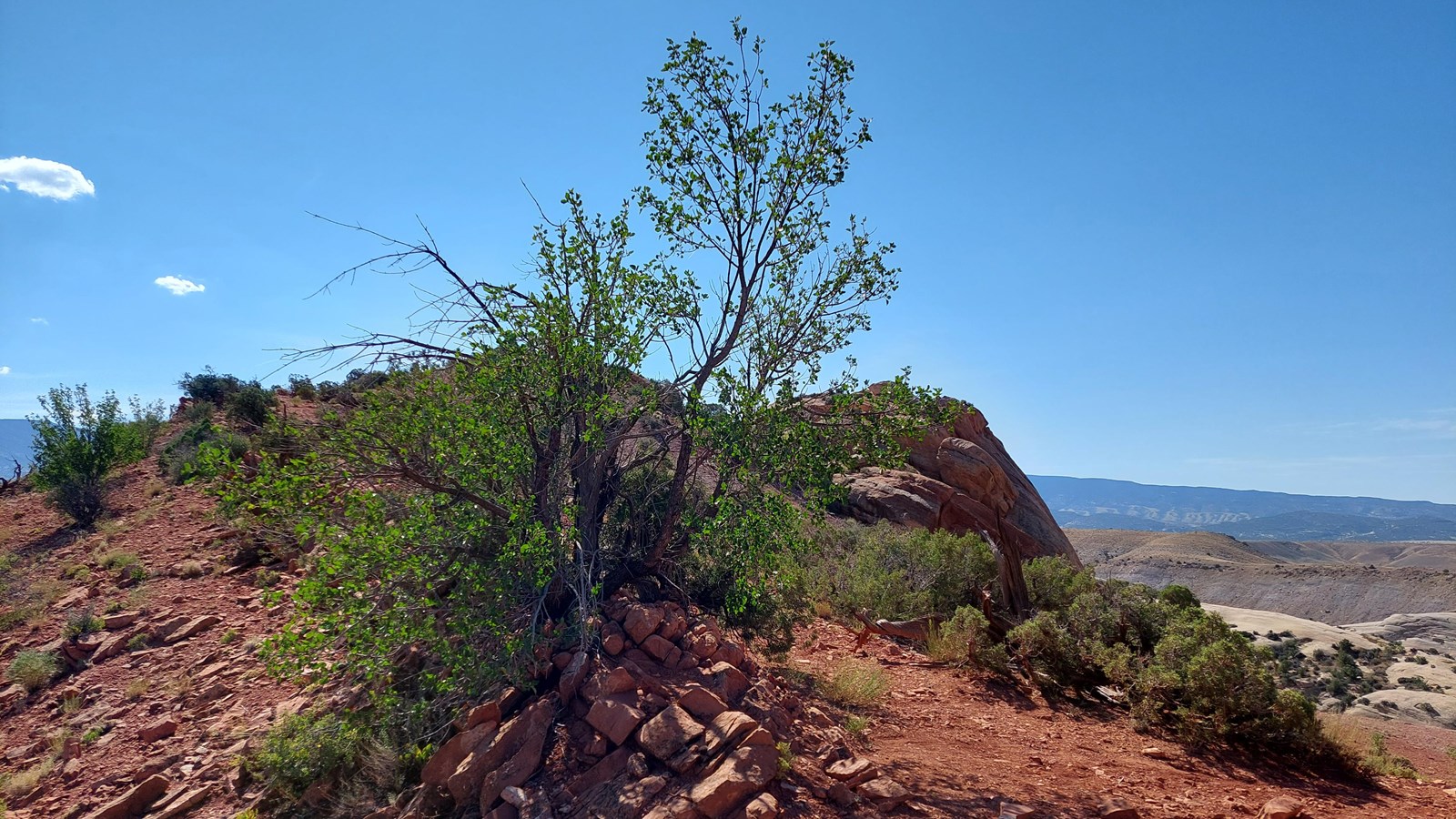 A small shrub-like tree with one leaf per stem growing on red, rocky soils on top of a ridge.