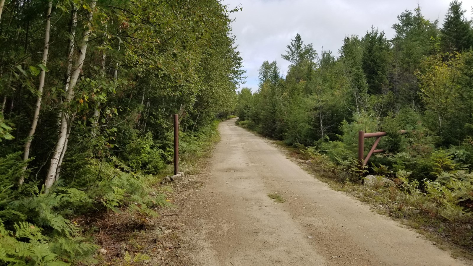 A rugged dirt logging road with an open gate surrounded by forest.