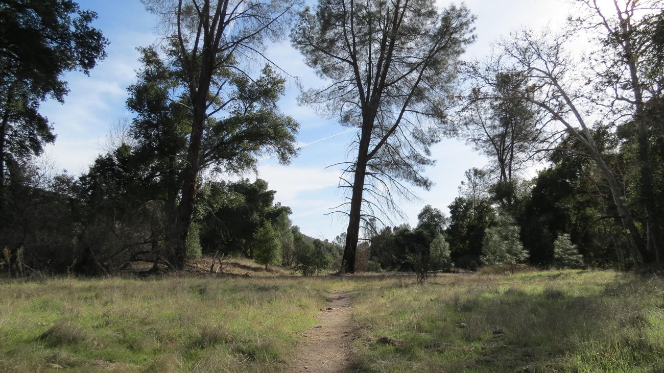 Narrow dirt trail in open grassland leading into oak woodlands