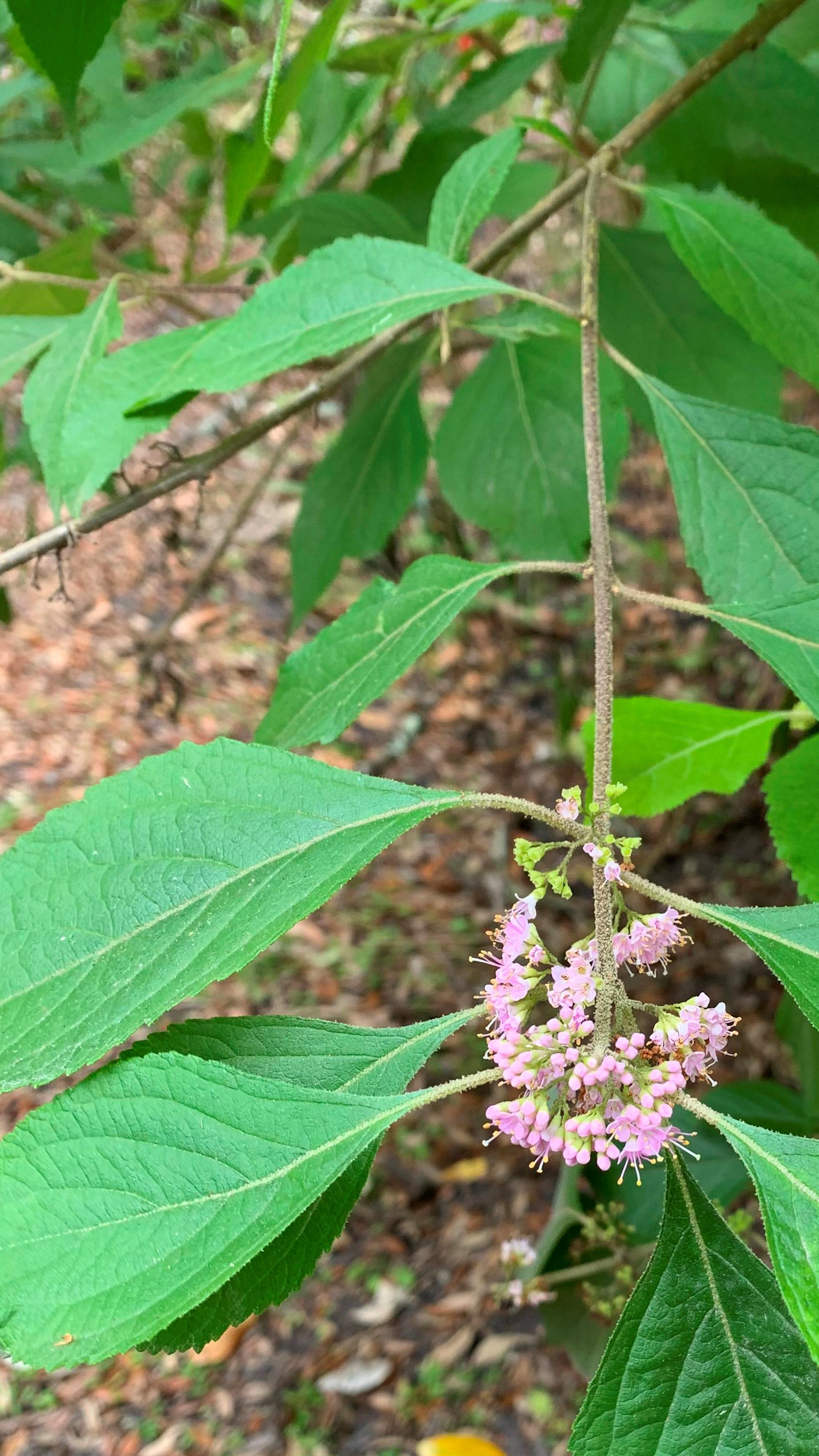 A twig with oppositely arranged green leaves ends in a group of small pink frilly flowers