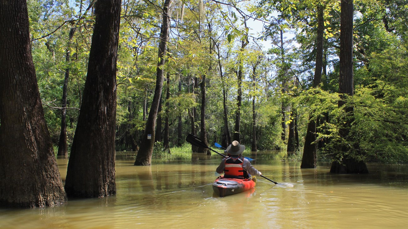 a person kayaking on a creek in the woods