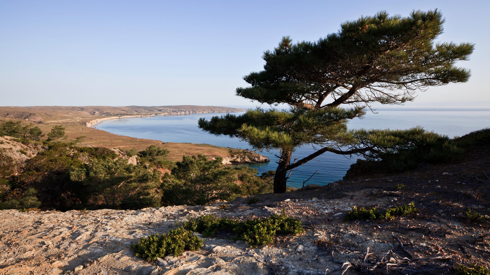 Lone tree overlooking bay with low tan hills. 