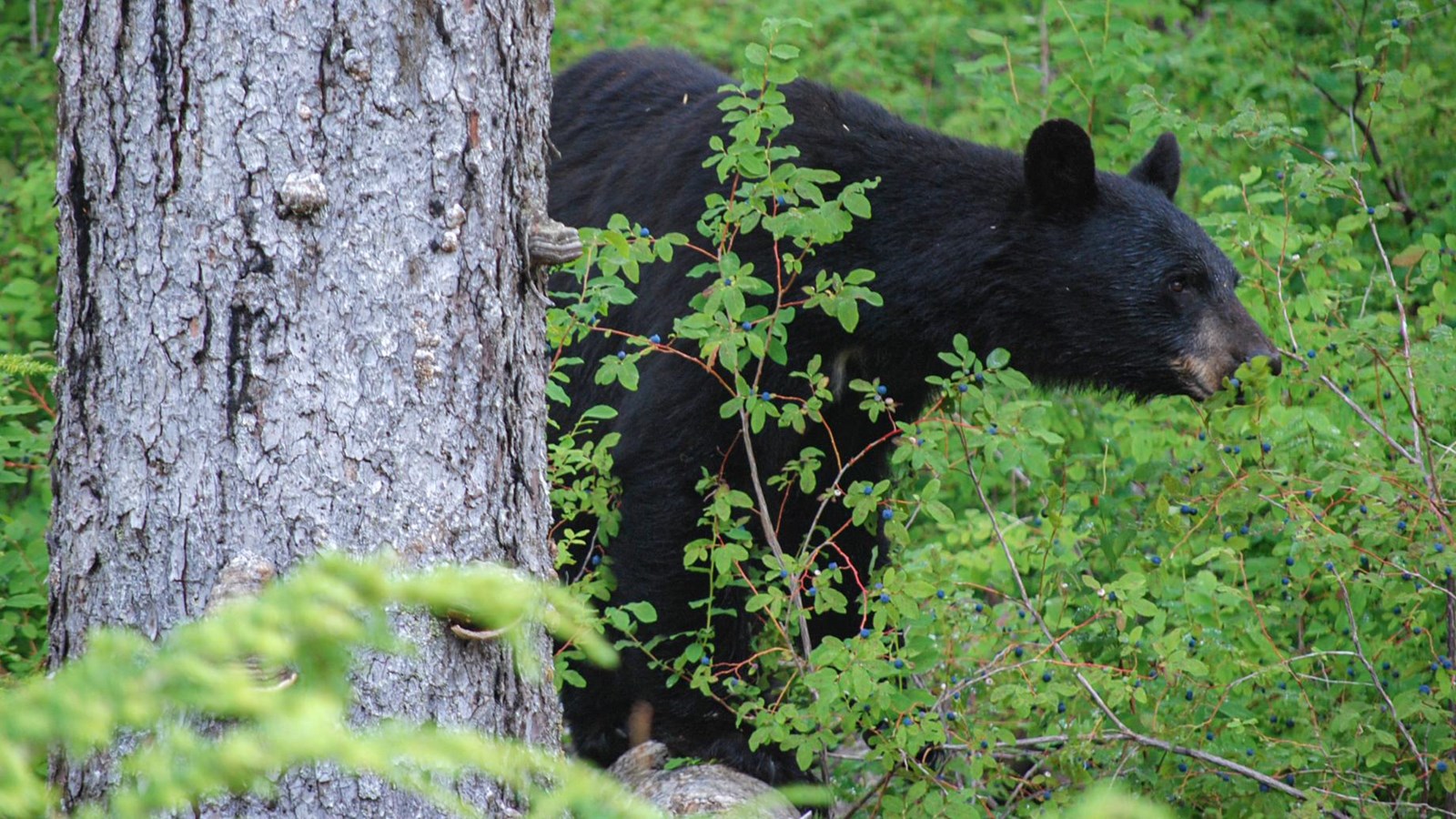 A black bear surrounded by green vegetation including ripe blueberry bushes