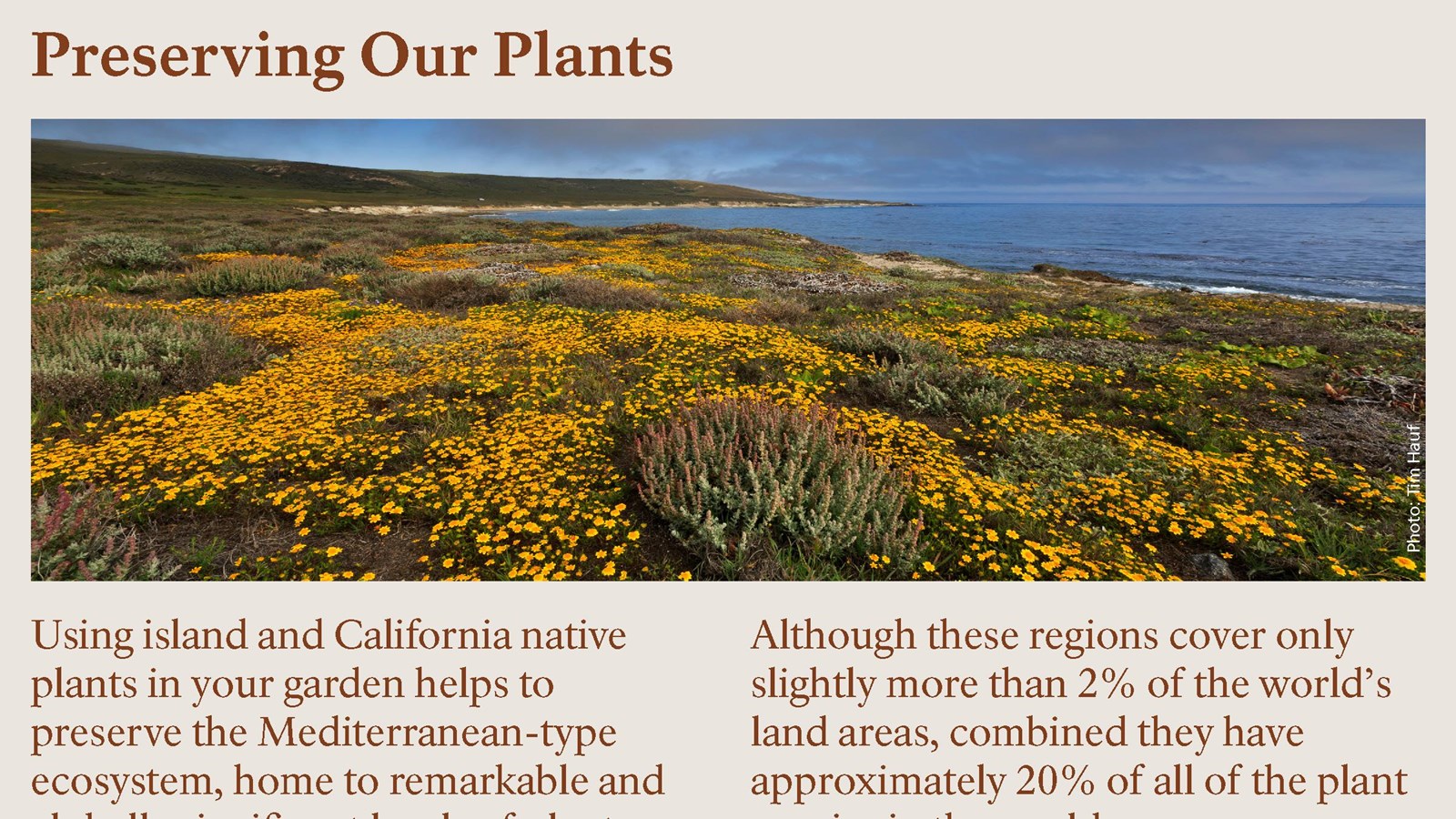 The panel shows a low ocean bluff meadow filled with a variety of flowering plants with mostly yello