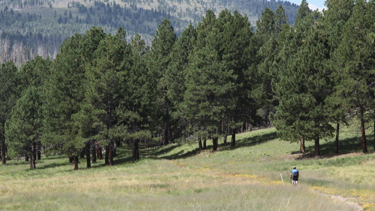 A cyclist riding through a small grassland in between pine trees.