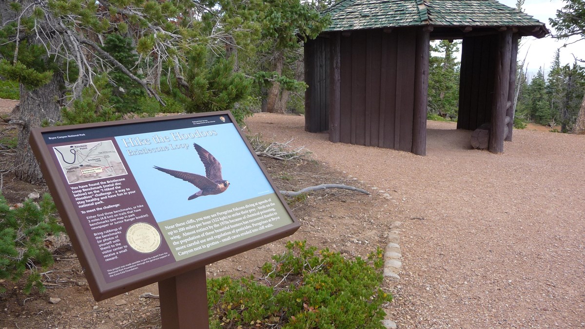 An interpretive wayside display shows a peregrine falcon beside text near a wooden gazebo