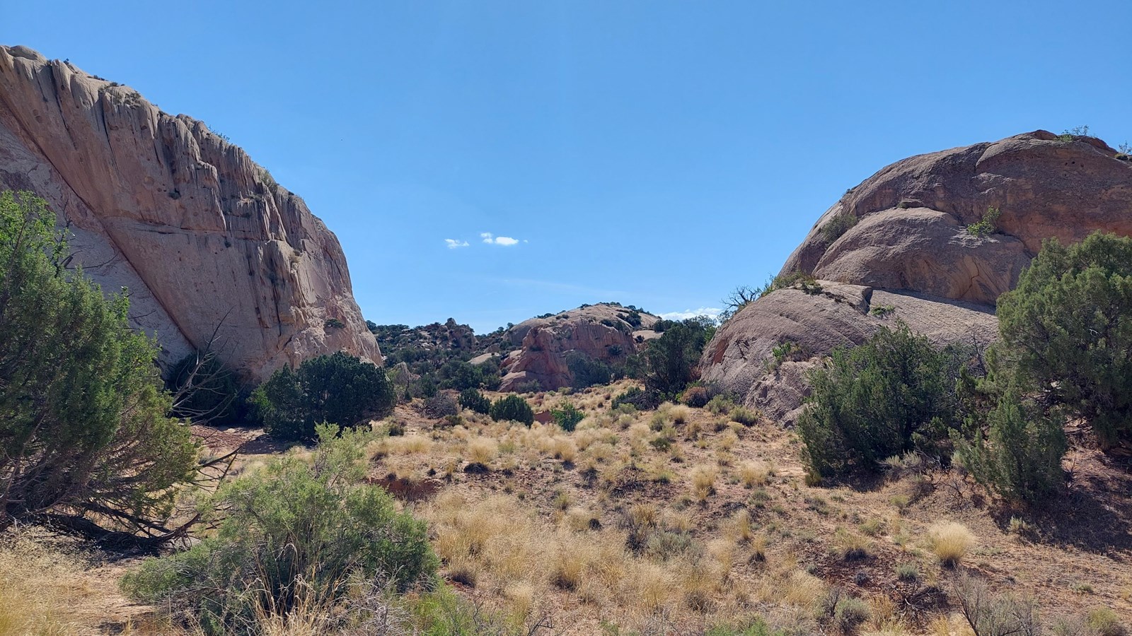A small canyon in between two smooth sandstone cliffs with various types of desert flora growing.