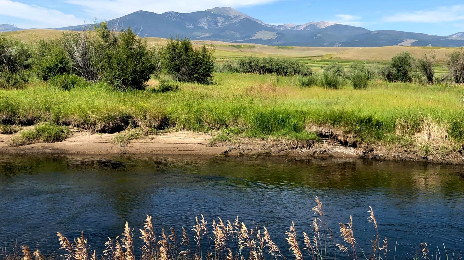 A variety of riparian vegetation grows along the banks of the Clark Fork River .