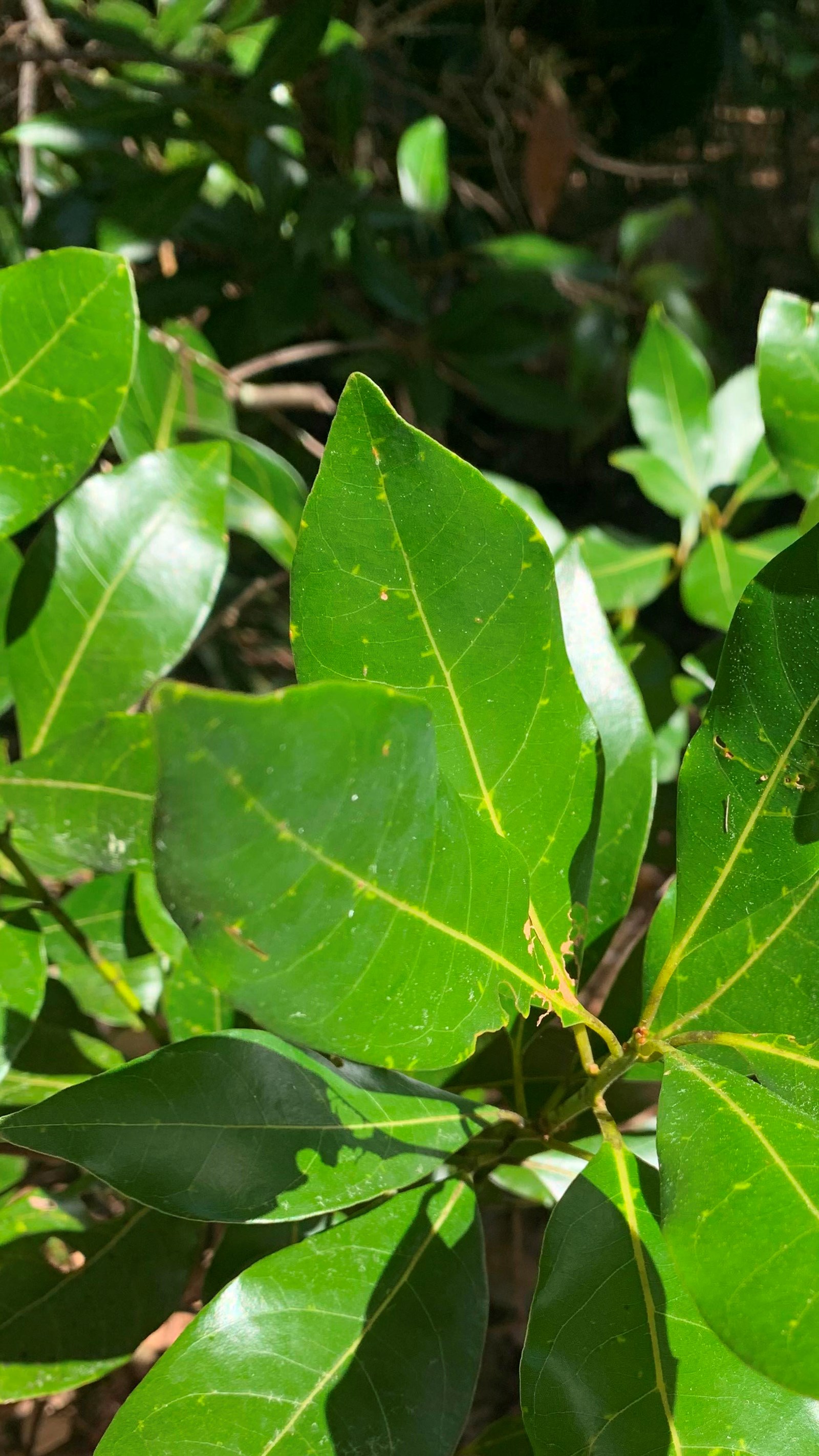  Shiny oval leaves ending in a point hang off a green twig