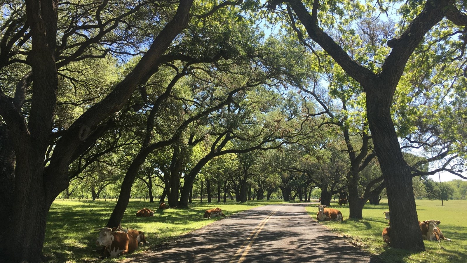 Tall, leafy trees create lots of patchy shade for a few cows resting along a winding road.