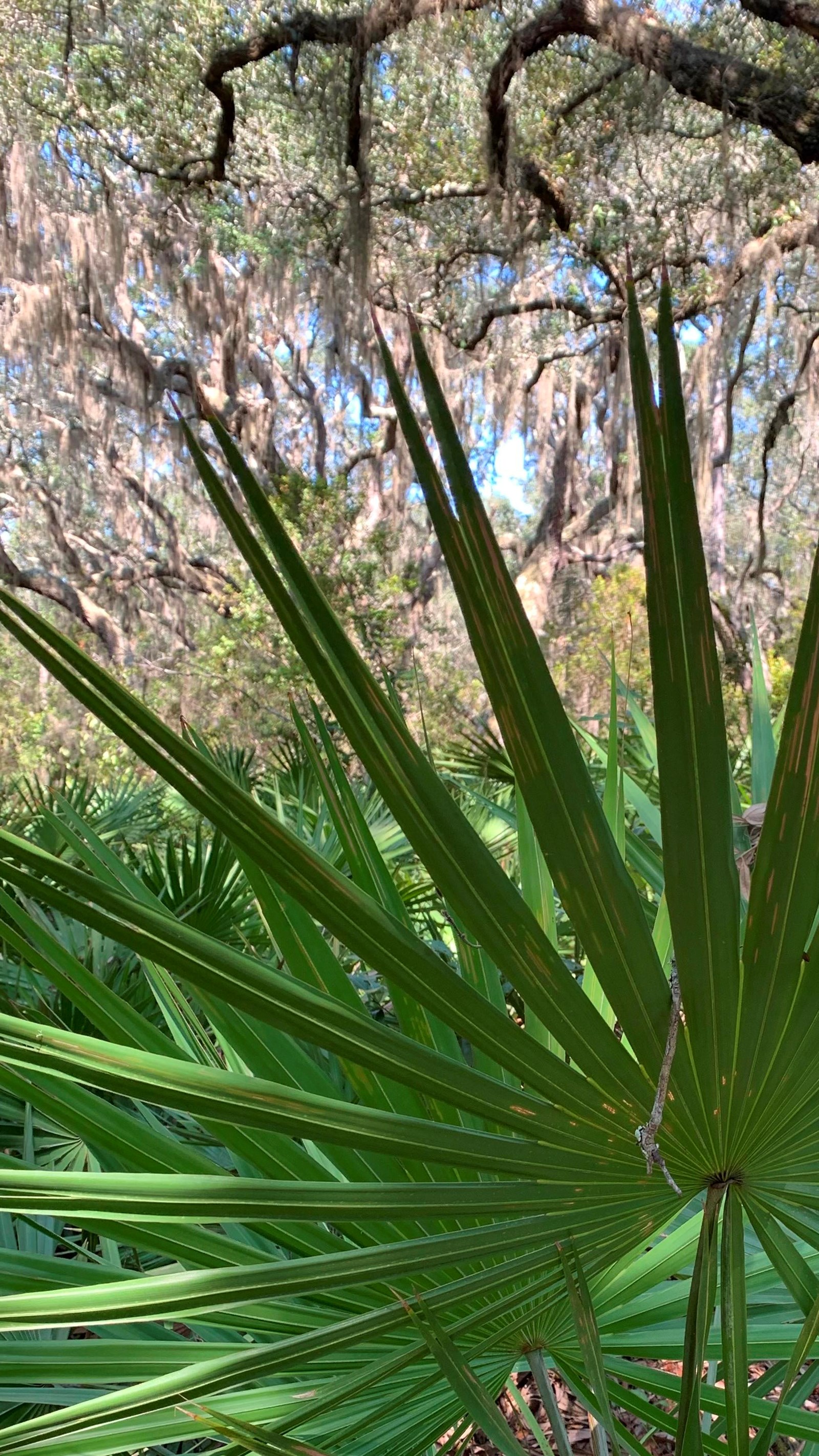A single leaf of the saw palmetto showing the linear leaflets coming out of a single point.