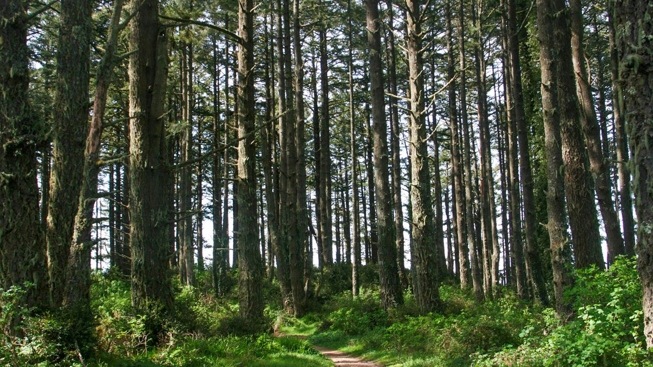 A dirt path through a lush forest.
