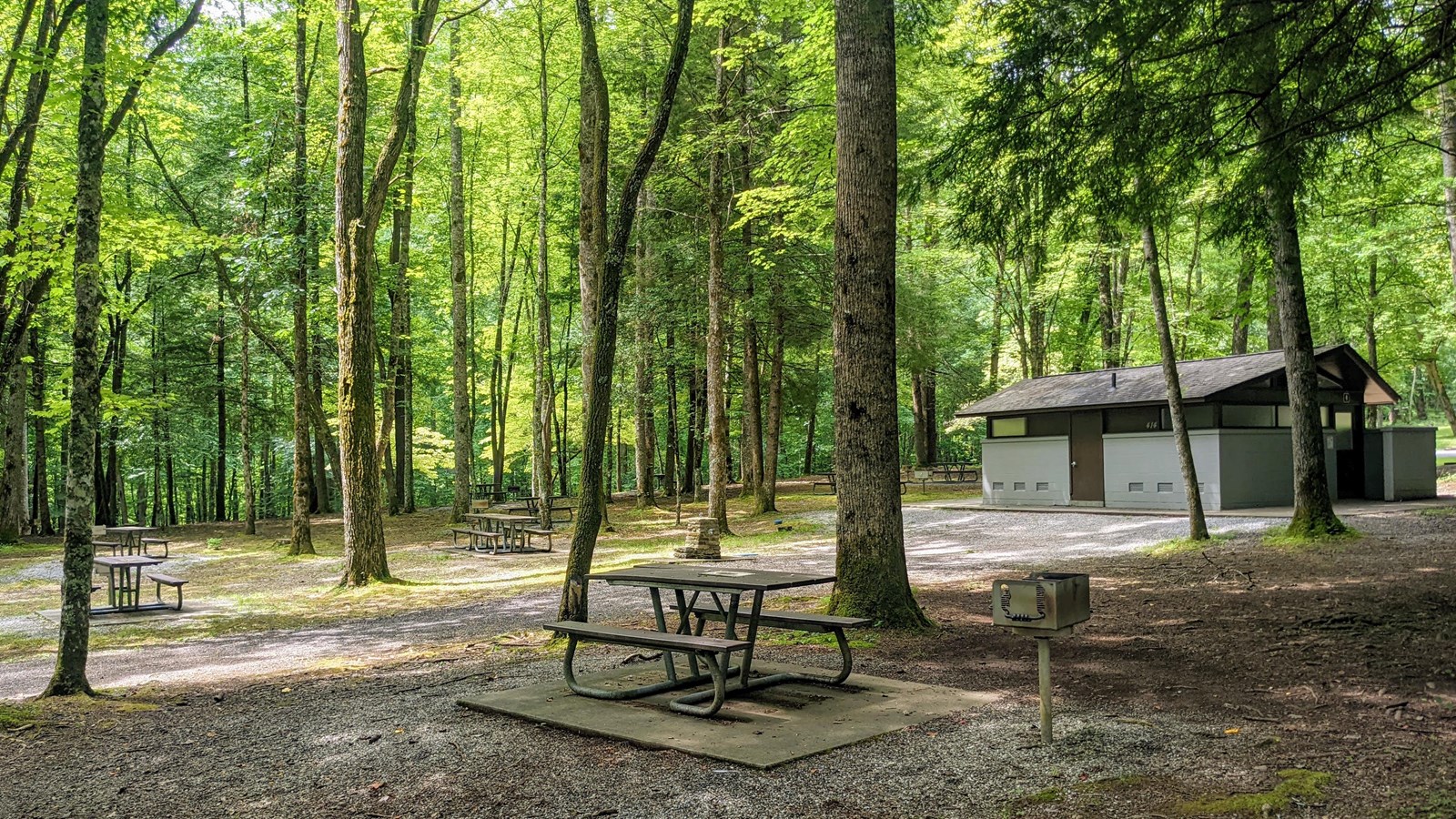 Forested area with scattered picnic tables, each surrounded by a level, gravel pad and near a grill