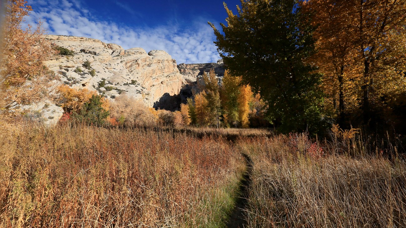 A narrow trail surrounded by brown grasses and vegetations leads to tall cliffs in the distance.