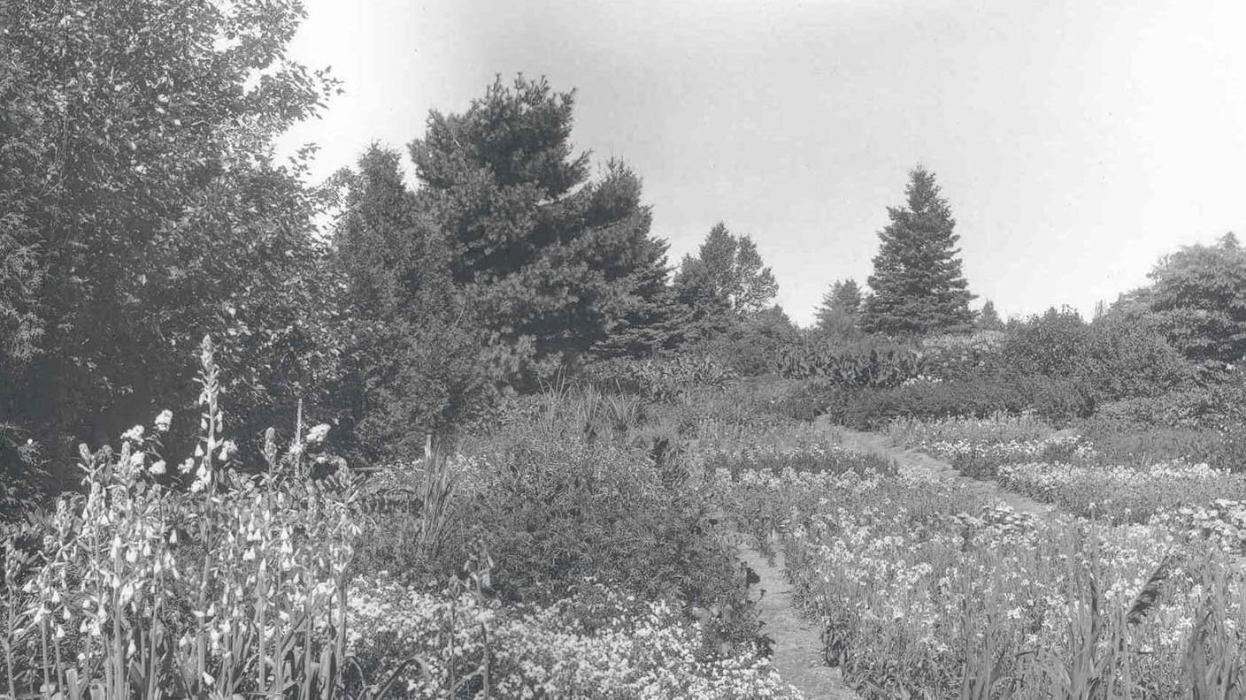 A flower garden featuring rows of various blooming plants.