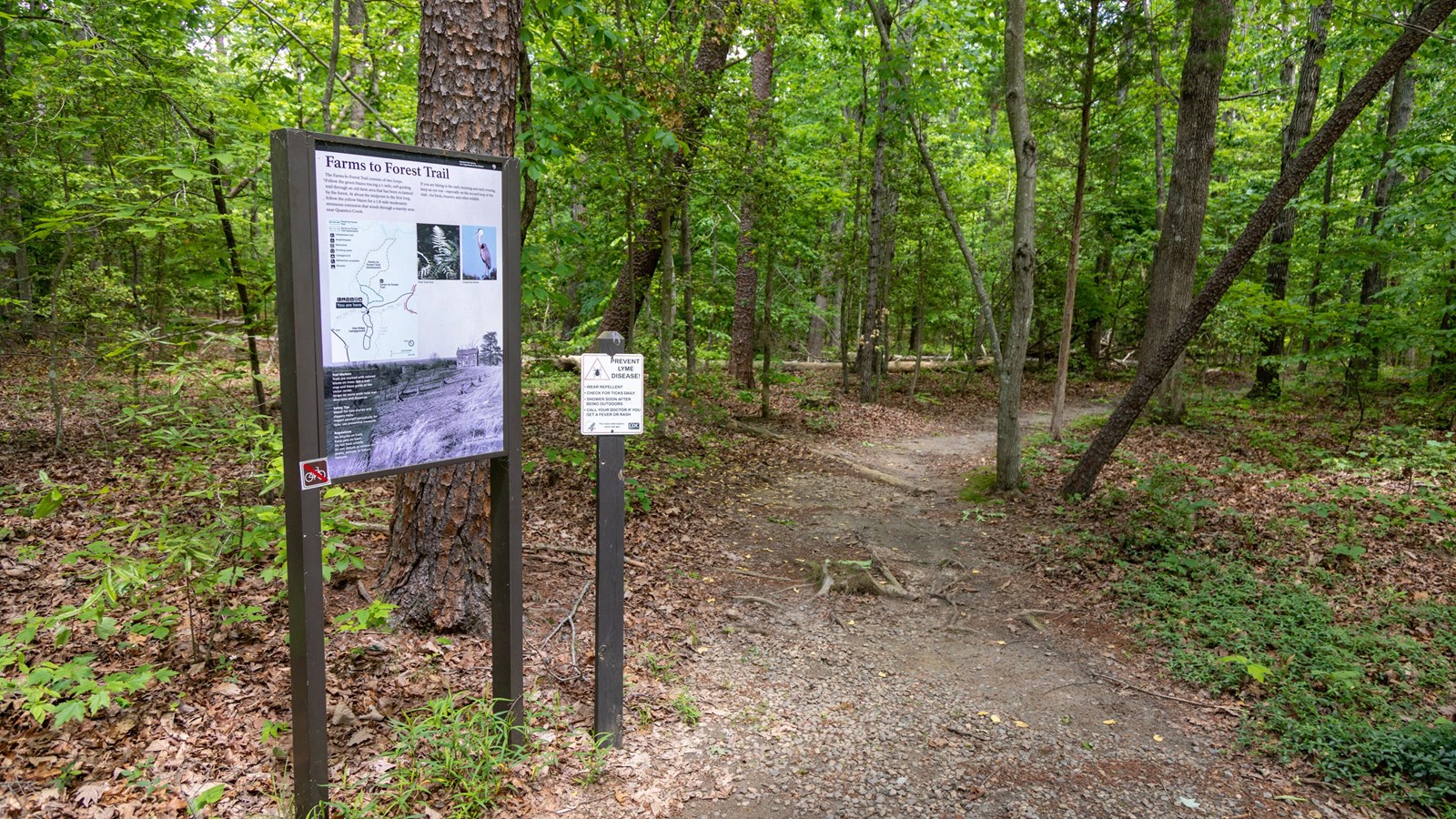 A wayside stands next to a dirt trailhead in the woods