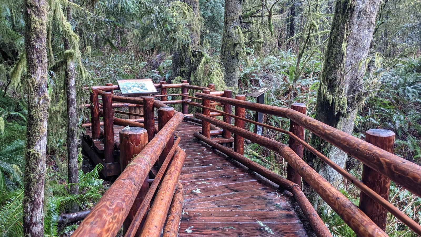 A wooden boardwalk leading out over the freshwater springs, surrounded by a dense forest.