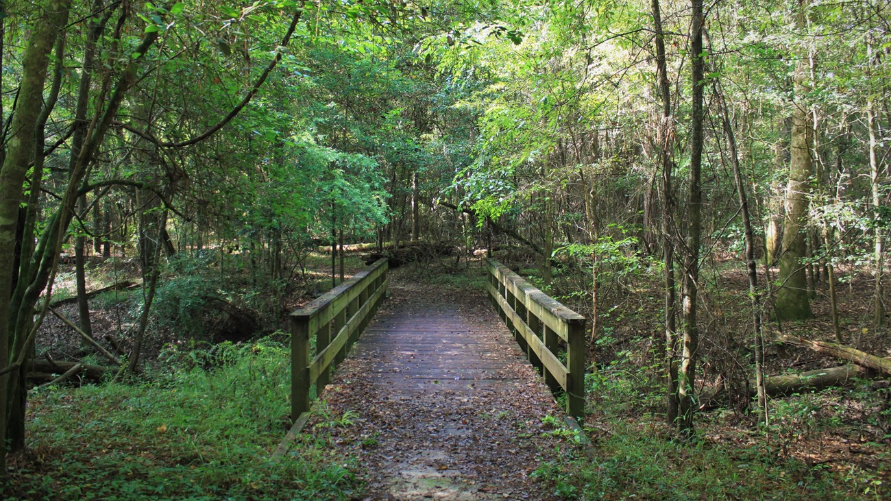 wooden bridge on a trail in the woods