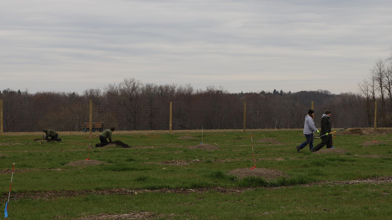 People plant saplings in the ground of an orchard.
