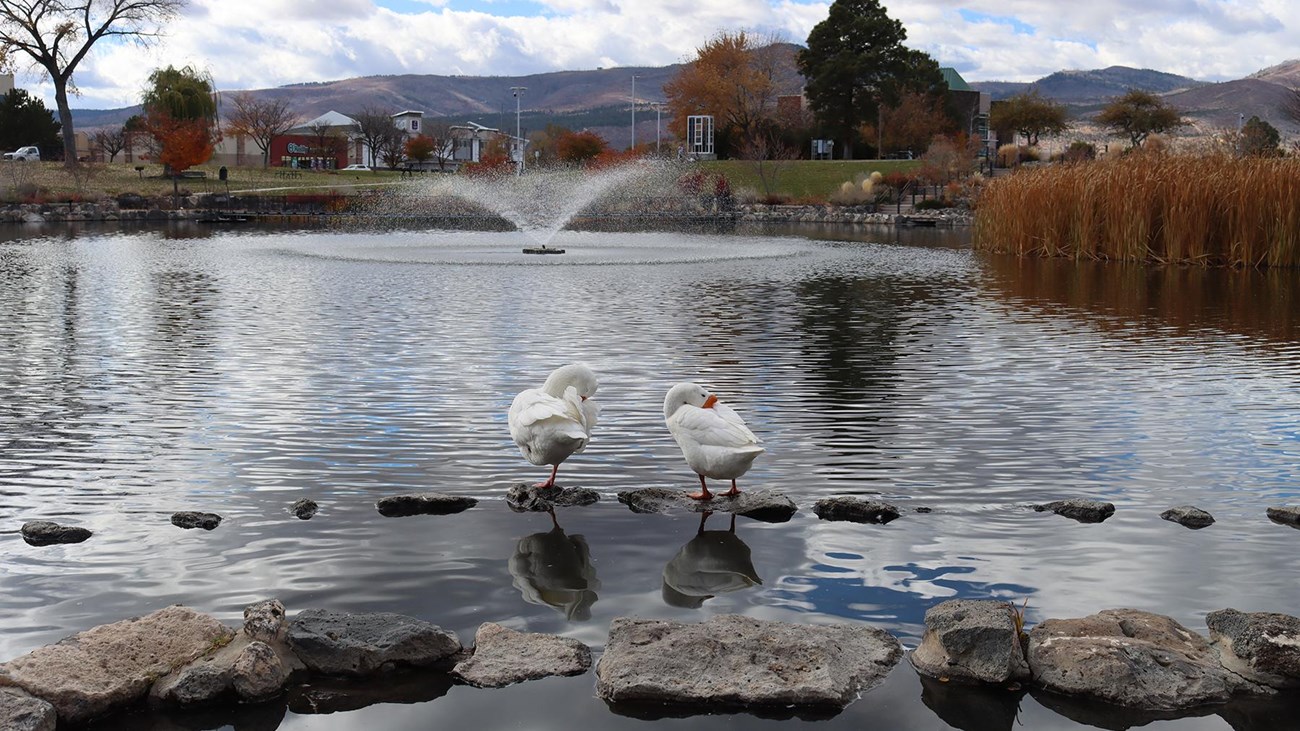 Two large, white birds sit in front of a pond surrounded by fall colors. 