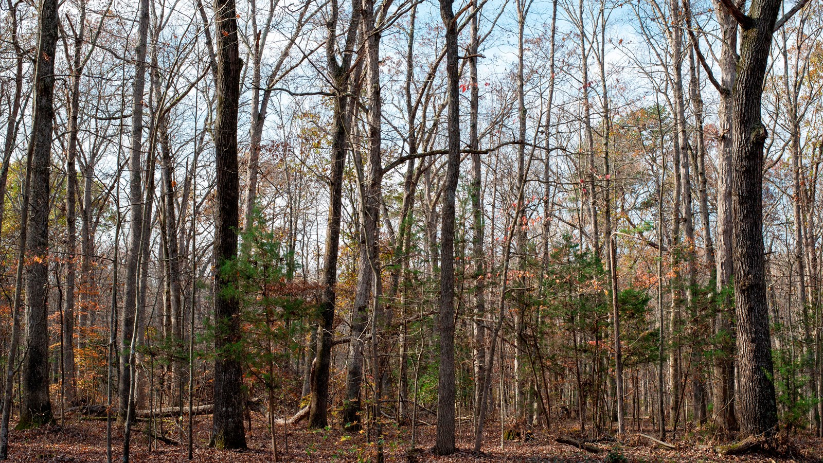 A line of trees, bare in the winter.