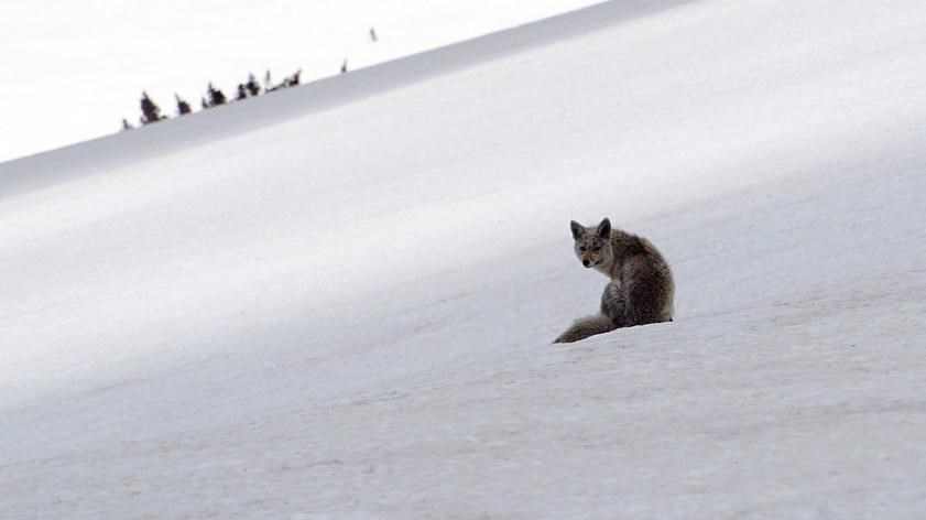 A coyote sits in a snow-filled landscape while looking back towards the camera.