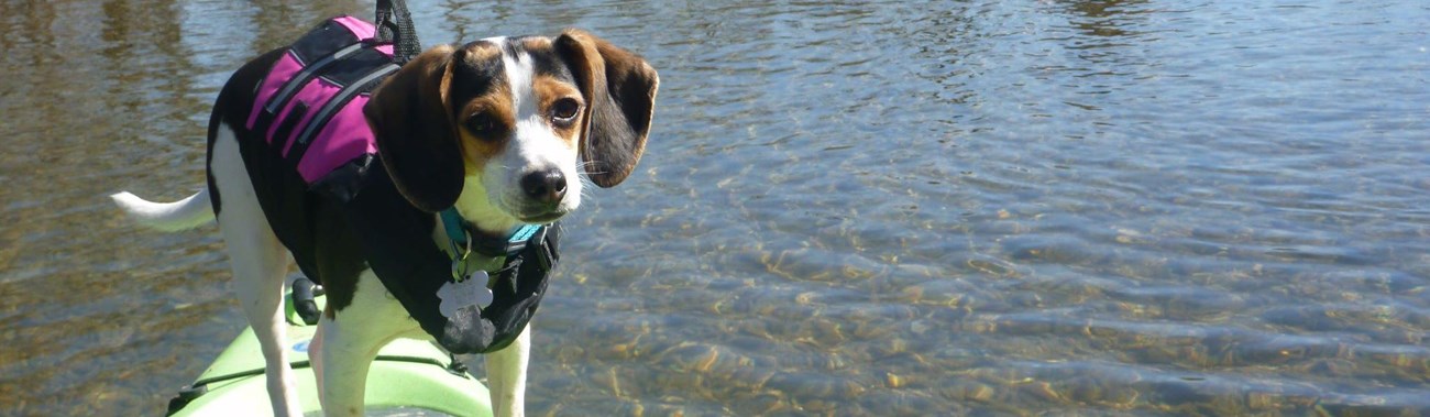 Dog floating on a kayak