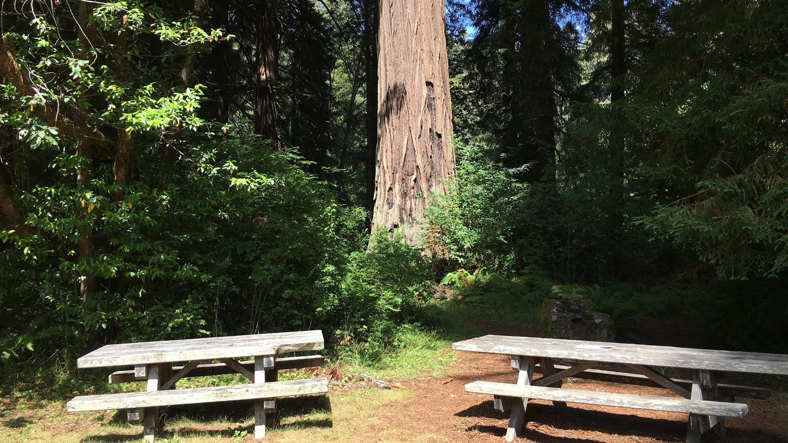 Wooden picnic tables, and grills next to vegetation.
