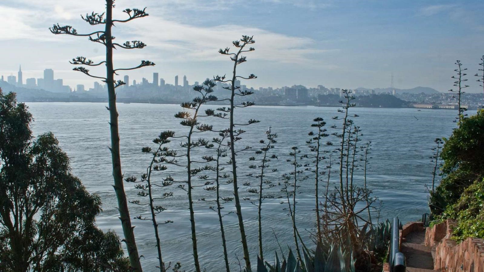 View of agave, with San Francisco in the background.