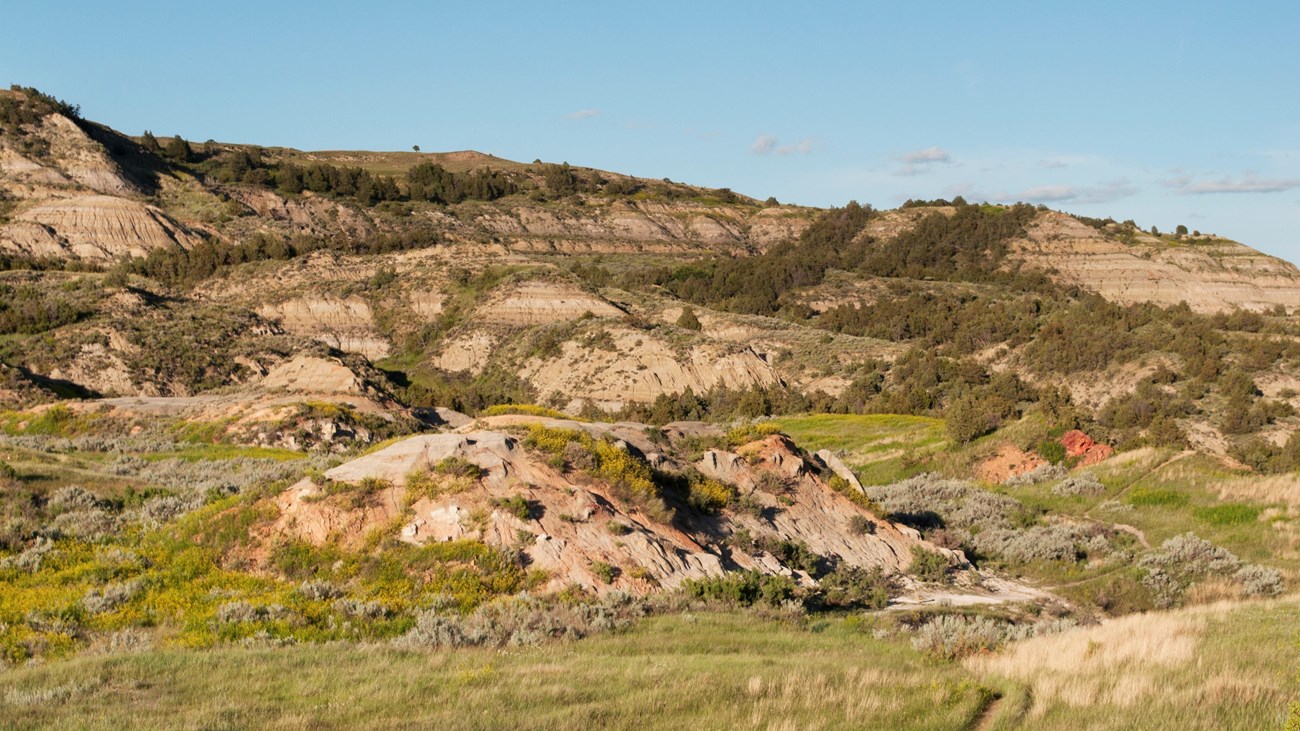 A trail winds through low buttes under a blue sky, with grass and flowers growing around it. 